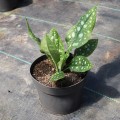 shrimps-on-the-barbie_pulmonaria-hybrida_rosa-5.jpg