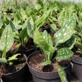shrimps-on-the-barbie_pulmonaria-hybrida_rosa-6.jpg