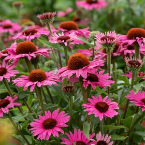 Jeżówka 'Dark Pink Pearl'