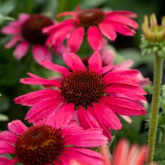 Jeżówka 'Pearl Magenta'