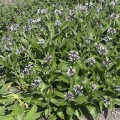 amethyst-in-snow_centaurea-montana_rosa-2.jpg
