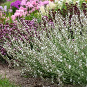 Lawenda wąskolistna 'White Fragrance'