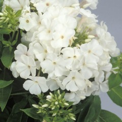 Floks Wiechowaty 'Early White'