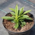 early-white_phlox-rosa-4.jpg