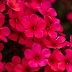 Floks wiechowaty 'Early Red'
