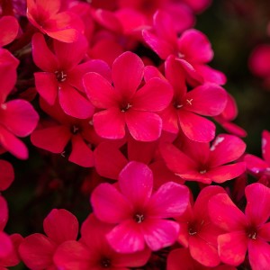 Floks wiechowaty 'Early Red'