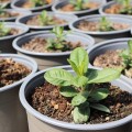 flame-coral_phlox-sklepros-2.jpg