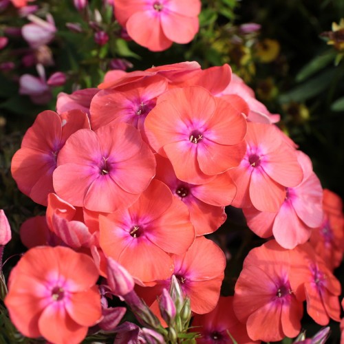 flame-coral_phlox-skleprosa-1.jpg