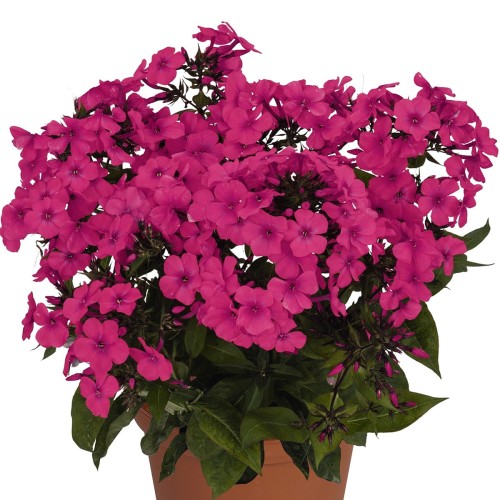 flame-pro-cerise_phlox-paniculata_skleprosa.jpg