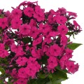 flame-pro-cerise_phlox-skleprosa-1.jpg