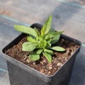 flame-pro-cerise_phlox-skleprosa-2.jpg