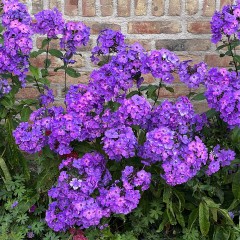 Floks Wiechowaty 'Blue Paradise'