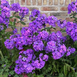 Floks Wiechowaty 'Blue Paradise'