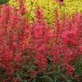 kudos-coral_agastache-hybrida_rosa-1.jpg