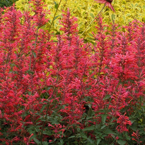 kudos-coral_agastache-hybrida_rosa-1.jpg