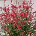 kudos-coral_agastache-hybrida_rosa-2.jpg