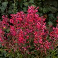 kudos-coral_agastache-hybrida_rosa-3.jpg