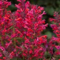 kudos-coral_agastache-hybrida_rosa-4.jpg