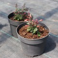 kudos-coral_agastache-hybrida_rosa-5.jpg