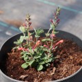 kudos-coral_agastache-hybrida_rosa-6.jpg