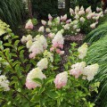 melba-hortensja-rosa-1.jpg