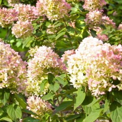 Hortensja Bukietowa 'Unique'