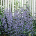 walkers-low_nepeta-rosa-1.jpg