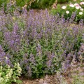 walkers-low_nepeta-rosa-2.jpg