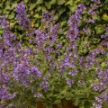 walkers-low_nepeta-rosa-3.jpg
