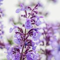 walkers-low_nepeta-rosa-4.jpg