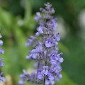 walkers-low_nepeta-x-faassenii_79938_1.jpg