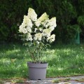 sundae-fraise-rosa-1.jpg