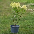 lime-light-rosa-6.jpg