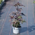 hibiskus-rosa-3.jpg