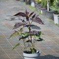 starry-night_hibiscus-hybrida-rosa-2.jpg