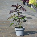 starry-night_hibiscus-hybrida-rosa-3.jpg
