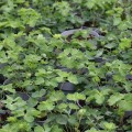 blue-barlow_aquilegia-vulgaris_rosa-1.jpg
