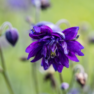 Orlik 'Blue Barlow'