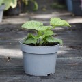 brunnera-2.jpg