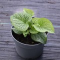 brunnera-2a.jpg