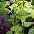 brunnera-2b.jpg