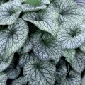 brunnera-3.jpg