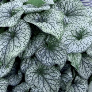 Brunera wielkolistna 'Alexander's Great'
