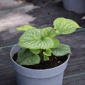 brunnera-1.jpg