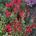 duchess-of-edinburgh_chrysanthemum-hybrida_rosa-2.jpg