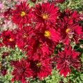 duchess-of-edinburgh_chrysanthemum-hybrida_rosa-3.jpg