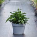 pearl-white_echinacea-rosa-3.jpg