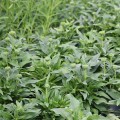pearl-white_echinacea-rosa-3a.jpg
