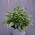 pearl-white_echinacea-rosa-3b.jpg