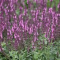 szalwia-omszona-rozowa-rosa.jpg
